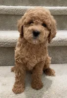 Mini Goldie, a male Miniature Goldendoodle for sale in Los Angeles, CA – Photo 1 of 2