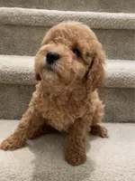 Mini Goldie, a male Miniature Goldendoodle for sale in Los Angeles, CA – Photo 2 of 2