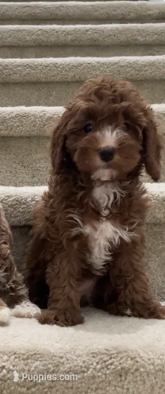 Toy mini Churro – Cavapoo puppy for sale in Los Angeles, CA