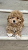 Mini Betty, a female Maltipoo and Bichpoo for sale in Los Angeles, CA – 3 of 4