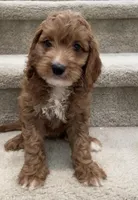 Mini Cooper , a male Cockapoo for sale in Los Angeles, CA – Photo 1 of 2