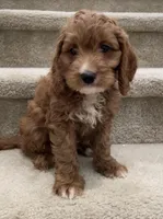 Mini Cooper , a male Cockapoo for sale in Los Angeles, CA – Photo 2 of 2