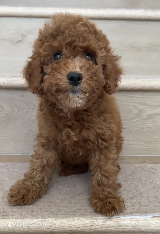 Mini Glora – Miniature Goldendoodle puppy for sale in Los Angeles, CA