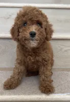 Mini Glora, a female Miniature Goldendoodle for sale in Los Angeles, CA – 1 of 2