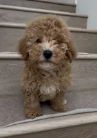 Mini Bobo, a male Maltipoo and Bichpoo for sale in Los Angeles, CA – 2 of 2