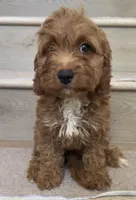 Mini Cici, a female Cavapoo for sale in Los Angeles, CA – 2 of 2