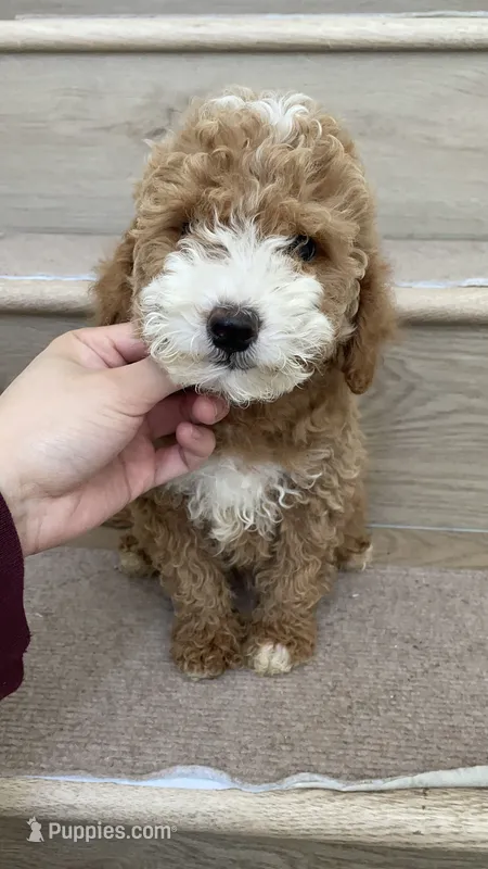 Mini Mochi – Miniature Goldendoodle puppy for sale in Los Angeles, CA