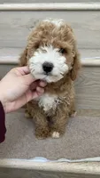 Mini Mochi, a male Miniature Goldendoodle for sale in Los Angeles, CA – 1 of 3