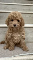 Mini Bella, a female Maltipoo and Bichpoo for sale in Los Angeles, CA – 2 of 3