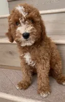 Mini Goofy, a male Miniature Goldendoodle for sale in Los Angeles, CA – 2 of 2