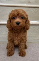 Mini Toy, a female Cockapoo for sale in Los Angeles, CA – 2 of 2