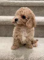 Toy Mimi, a female Maltipoo for sale in Los Angeles, CA – 2 of 2