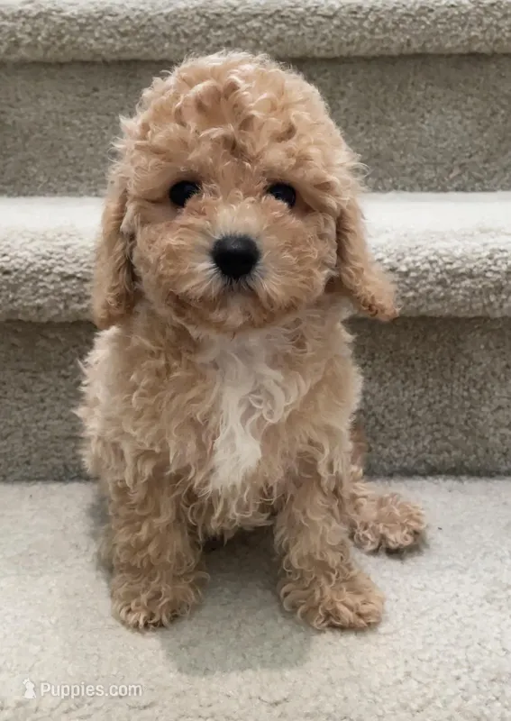 Toy Mimi – Maltipoo puppy for sale in Los Angeles, CA