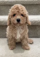 Toy Mimi, a female Maltipoo for sale in Los Angeles, CA – 1 of 2