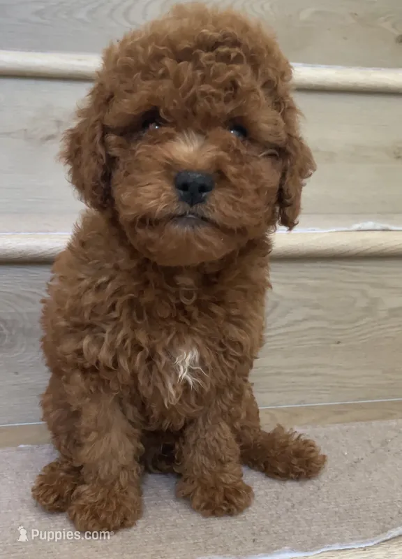 Mini Coffee – Cavapoo puppy for sale in Los Angeles, CA
