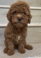 Mini Coffee, a male Cavapoo for sale in Los Angeles, CA – 1 of 2