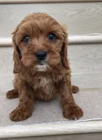 Mini Cobe, a male Cavapoo for sale in Los Angeles, CA – 1 of 2