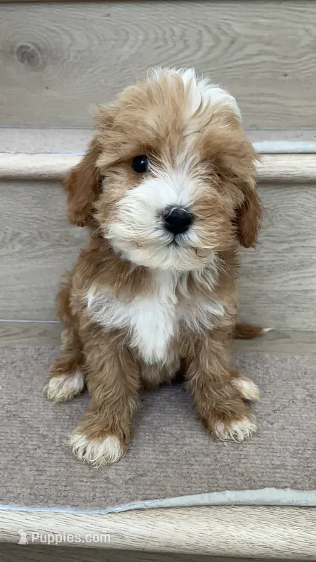 Mini Momo – Miniature Goldendoodle puppy for sale in Los Angeles, CA