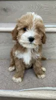 Mini Momo, a female Miniature Goldendoodle for sale in Los Angeles, CA – 1 of 4