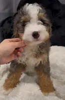 Merle Girls, a female Miniature Bernedoodle for sale in Los Angeles, CA – Photo 1 of 3