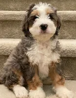 Merle Girls, a female Miniature Bernedoodle for sale in Los Angeles, CA – Photo 2 of 3