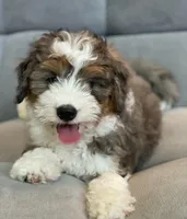 Merle Girls, a female Miniature Bernedoodle for sale in Los Angeles, CA – Photo 3 of 3