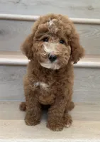 Mini Giggle , a male Miniature Goldendoodle for sale in Los Angeles, CA – 2 of 2