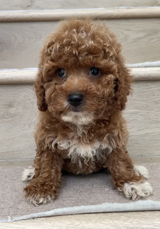Toy Mikey  – Poodle - Toy  puppy for sale in Los Angeles, CA