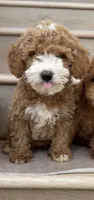 Mini Mochi, a male Miniature Goldendoodle for sale in Los Angeles, CA – 3 of 3