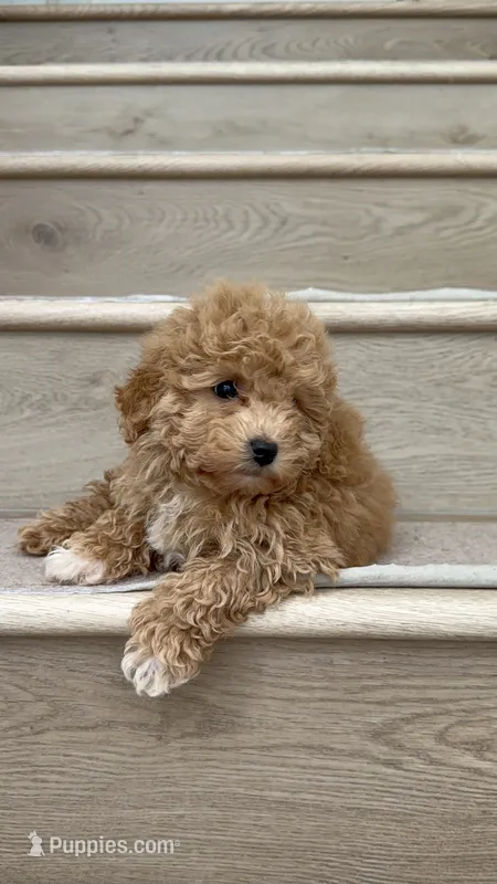 Mini Betty – Maltipoo, Bichpoo puppy for sale in Los Angeles, CA