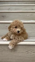 Mini Betty, a female Maltipoo and Bichpoo for sale in Los Angeles, CA – 1 of 4