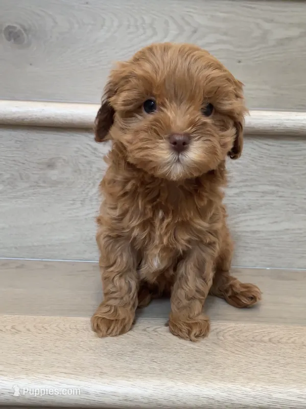 Toy Choco – Cavapoo puppy for sale in Los Angeles, CA
