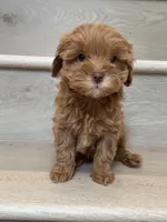 Toy Choco, a female Cavapoo for sale in Los Angeles, CA – 1 of 2