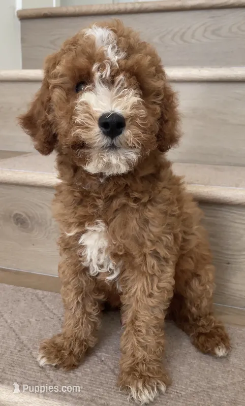 Mini Goofy – Miniature Goldendoodle puppy for sale in Los Angeles, CA