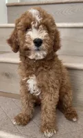 Mini Goofy, a male Miniature Goldendoodle for sale in Los Angeles, CA – 1 of 2