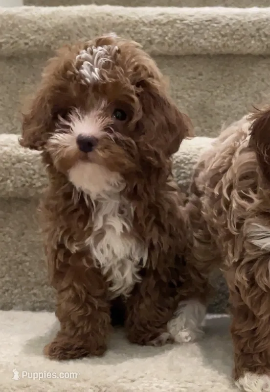 Toy Cookie – Cavapoo puppy for sale in Los Angeles, CA