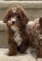 Toy Cookie, a male Cavapoo for sale in Los Angeles, CA – 1 of 2