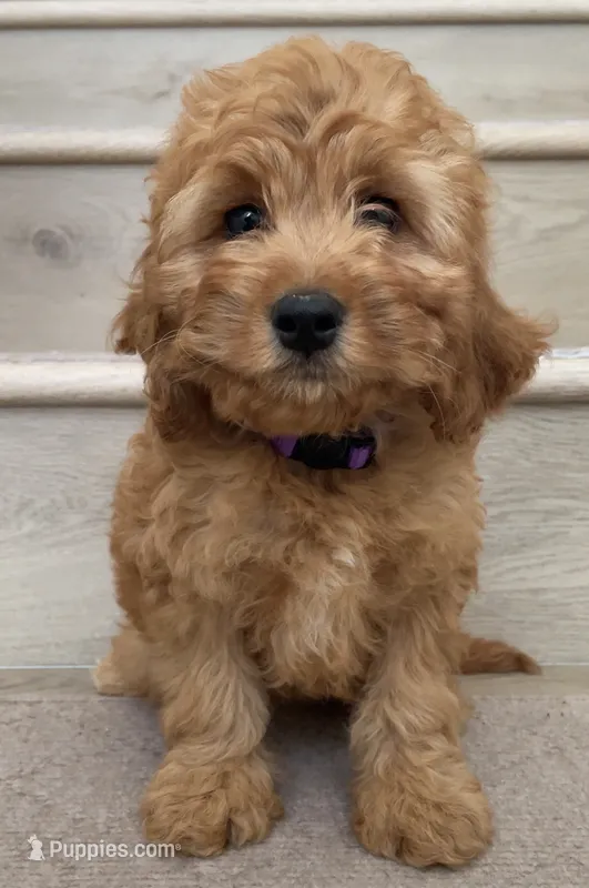 Mini Chloe – Cockapoo puppy for sale in Los Angeles, CA