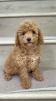 Mini Bella, a female Maltipoo and Bichpoo for sale in Los Angeles, CA – 3 of 3