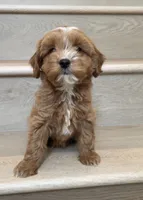Mini Cobe, a male Cavapoo for sale in Los Angeles, CA – 2 of 2