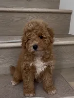 Mini Billy, a male Maltipoo and Bichpoo for sale in Los Angeles, CA – 2 of 2