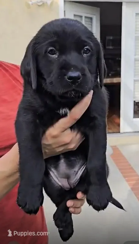 Not named yet – Goldador puppy for sale in Temecula, CA