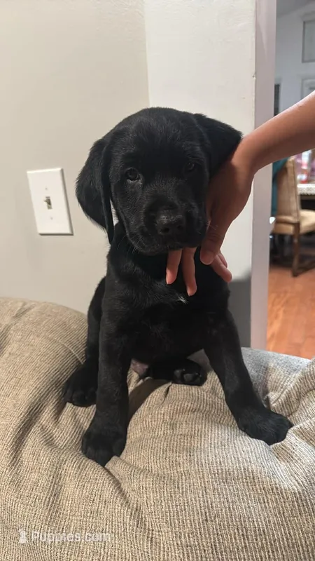 Not named yet – Goldador puppy for sale in Temecula, CA