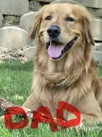 Not named yet, a female Goldador for sale in Temecula, CA – Photo 3 of 3