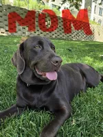 Not named yet, a female Goldador for sale in Temecula, CA – Photo 2 of 3