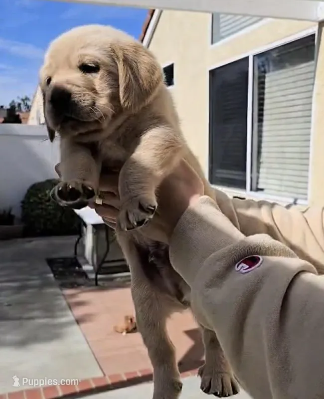 Not named yet – Goldador puppy for sale in Temecula, CA