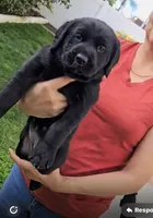 Not named yet, a female Goldador for sale in Temecula, CA – Photo 1 of 3