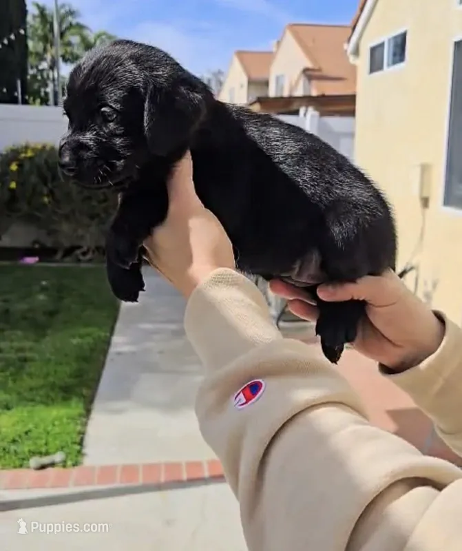 Not named yet  – Goldador puppy for sale in Temecula, CA