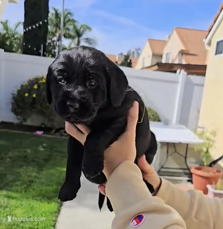 Not named yet  – Goldador puppy for sale in Temecula, CA