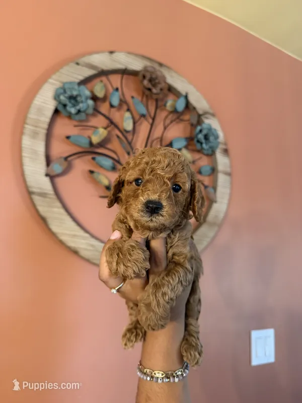Robin, CKC Registered  – Poodle - Miniature  puppy for sale in Los Angeles, CA